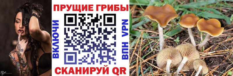 Галлюциногенные грибы GOLDEN TEACHER гидра онион shop телеграм Карачаевск